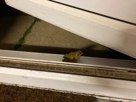 WEEK 49: Friendly Frog